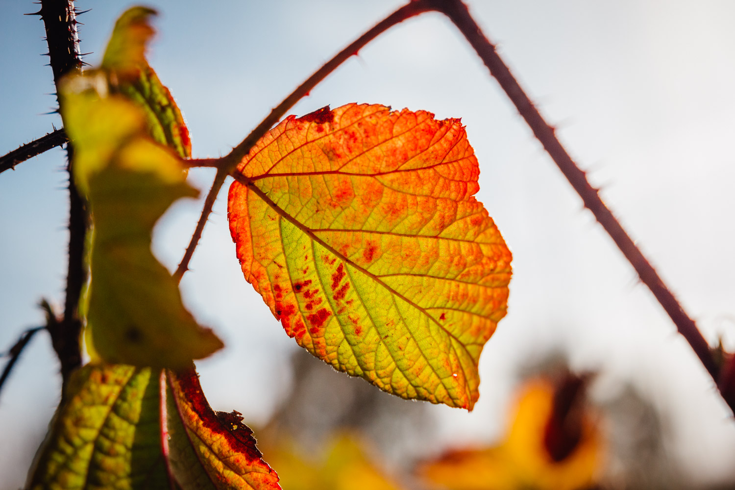 2022-10-29 Kulmbach Autumn Hike-0453