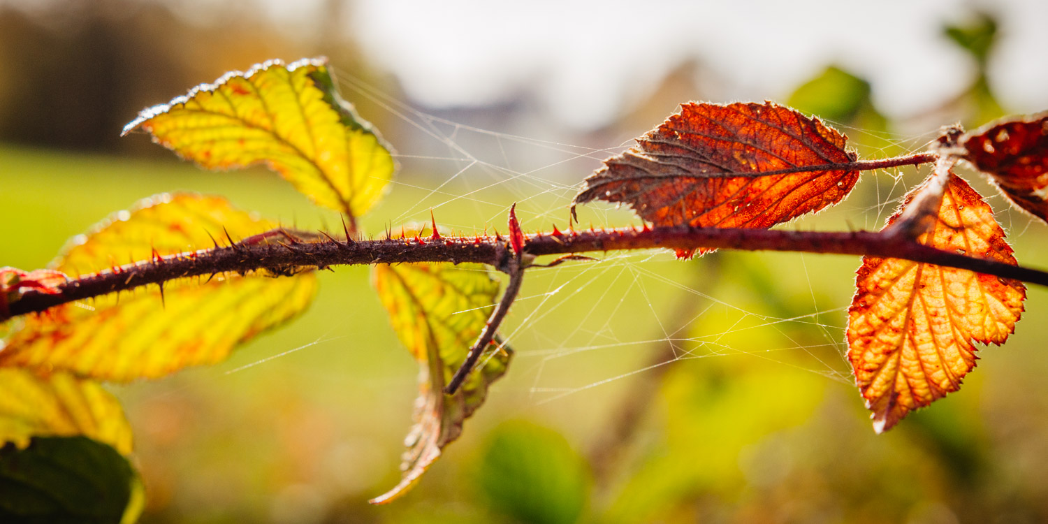 2022-10-29 Kulmbach Autumn Hike-0456
