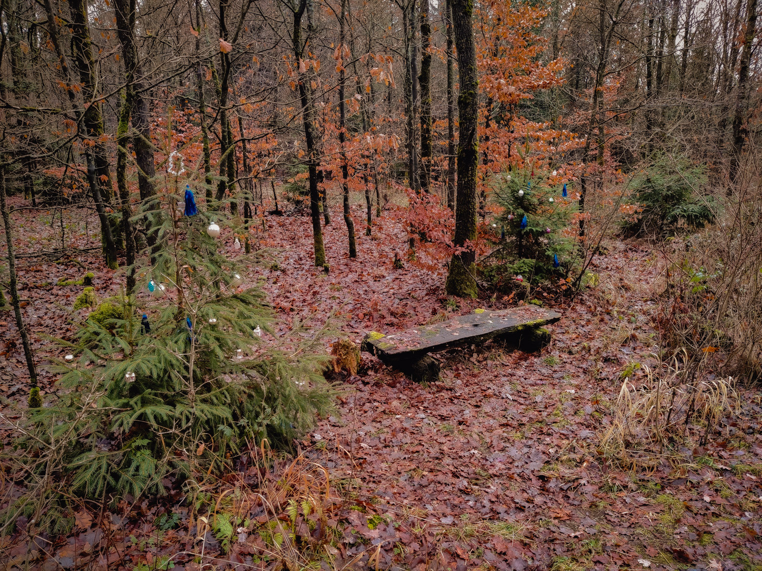 2022-12-25 Christmas hike-121615