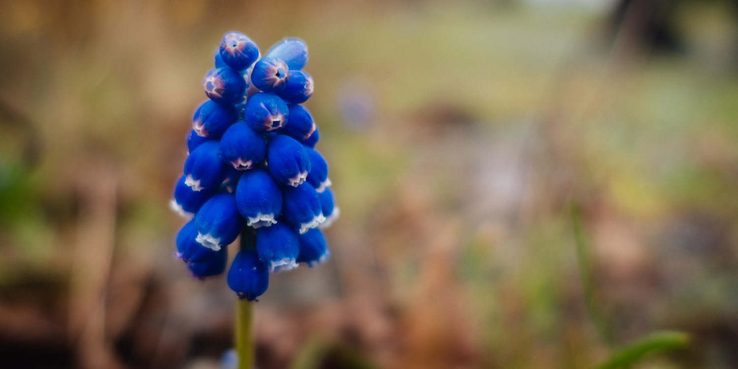 2023-04-01 Blueberry Saturday-0139