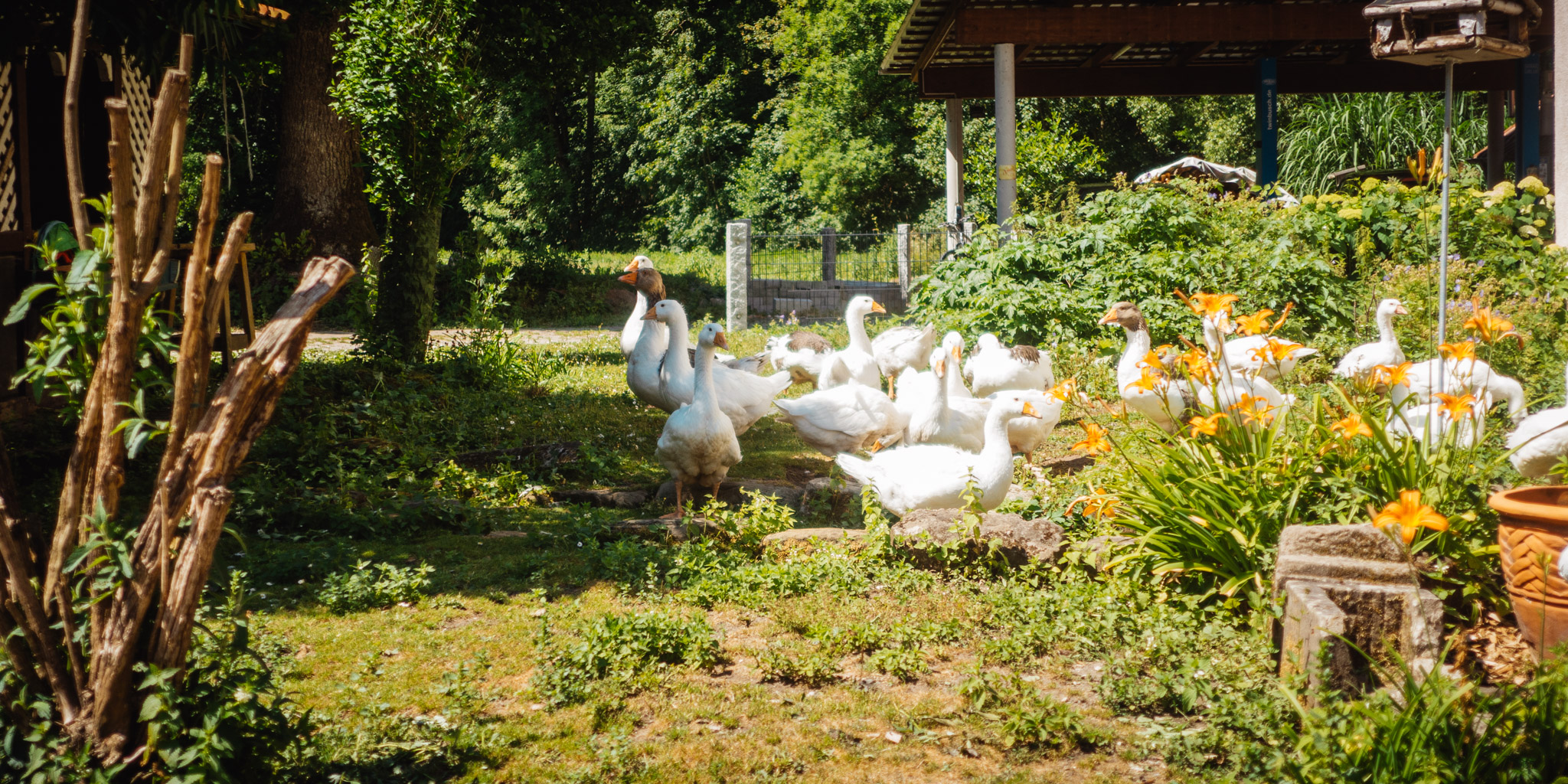 2023-06-25 Craimoos Weiher-0073