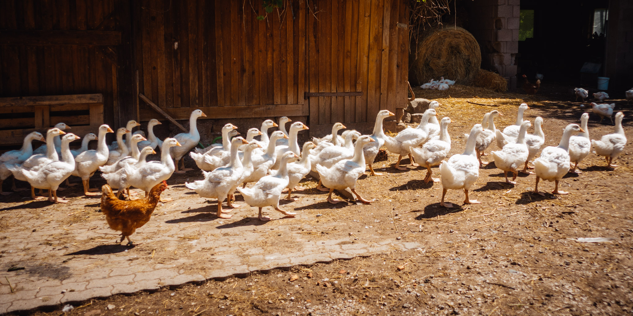 2023-06-25 Craimoos Weiher-0075