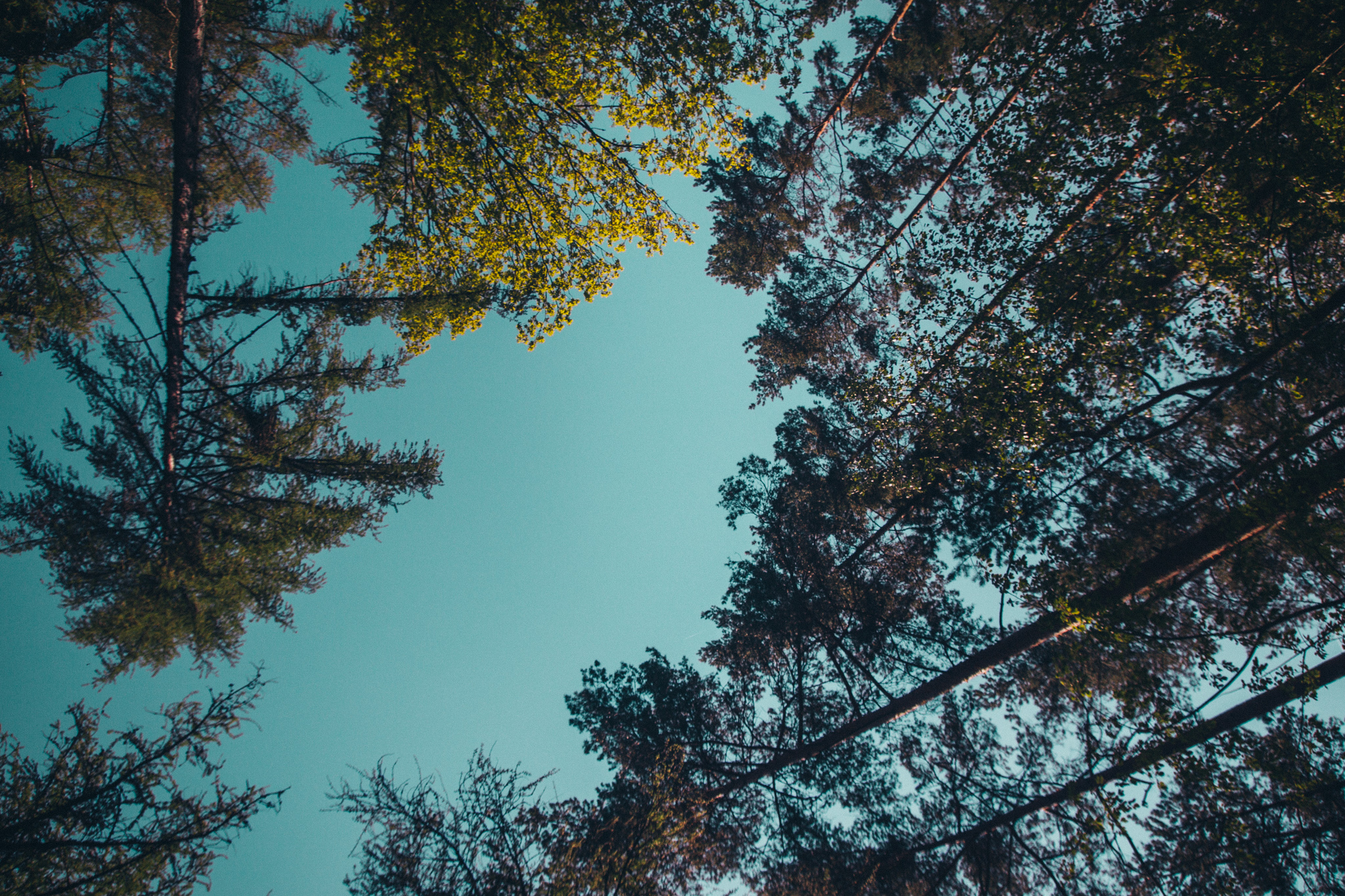 2018-04-29 Blueberry Forest-6710