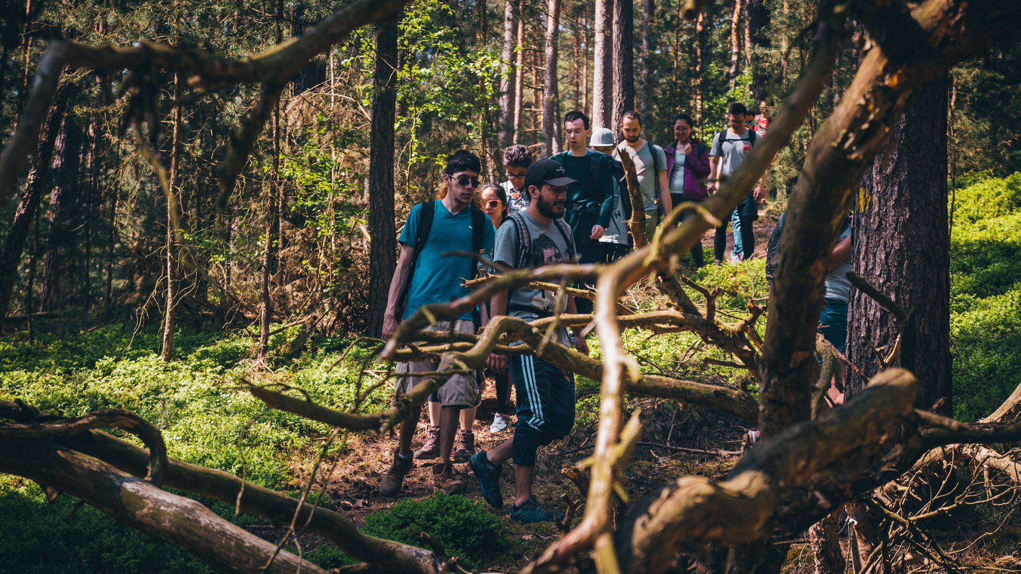 2018-04-29 Blueberry Forest-6723