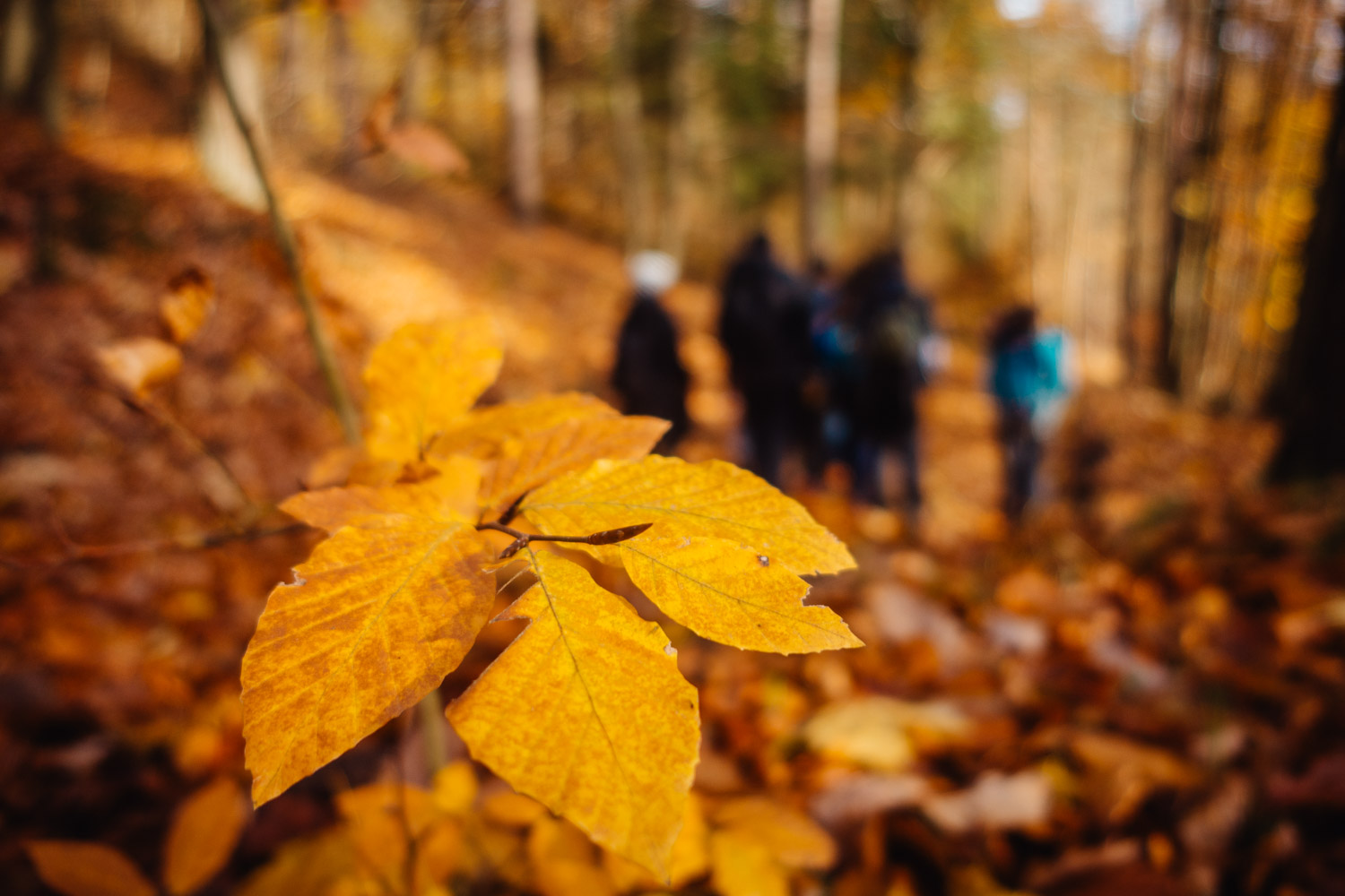 2023-11-18 Kulmbach 20k-0300