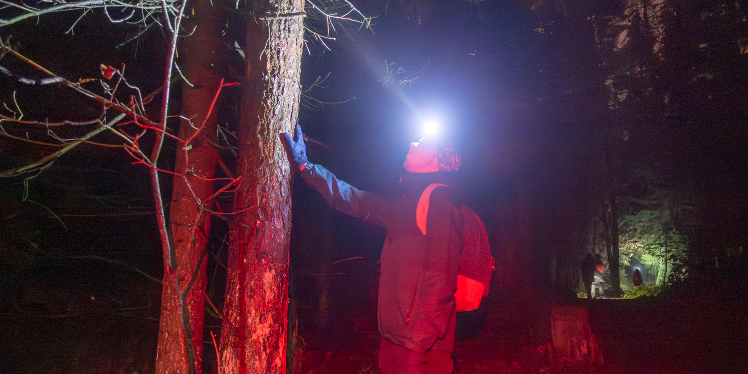 Night Hike