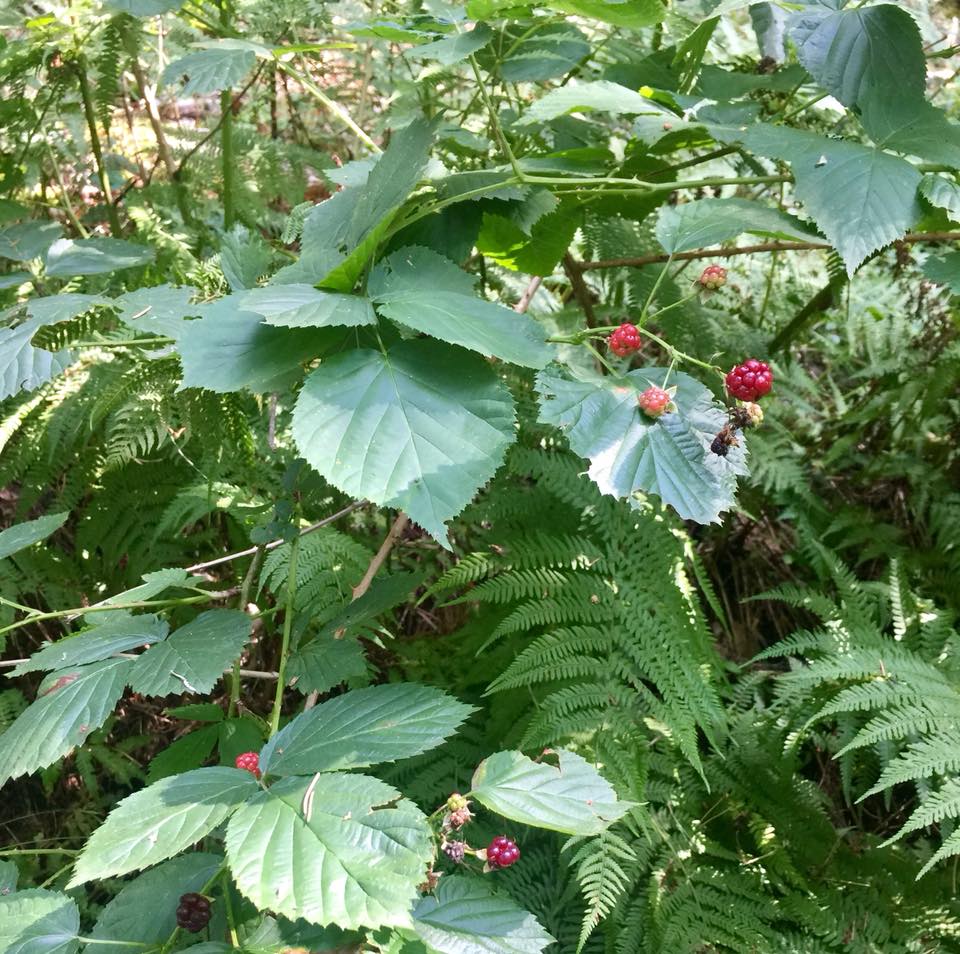 2018-07-29 Sunday Blueberry Forest Hike 1
