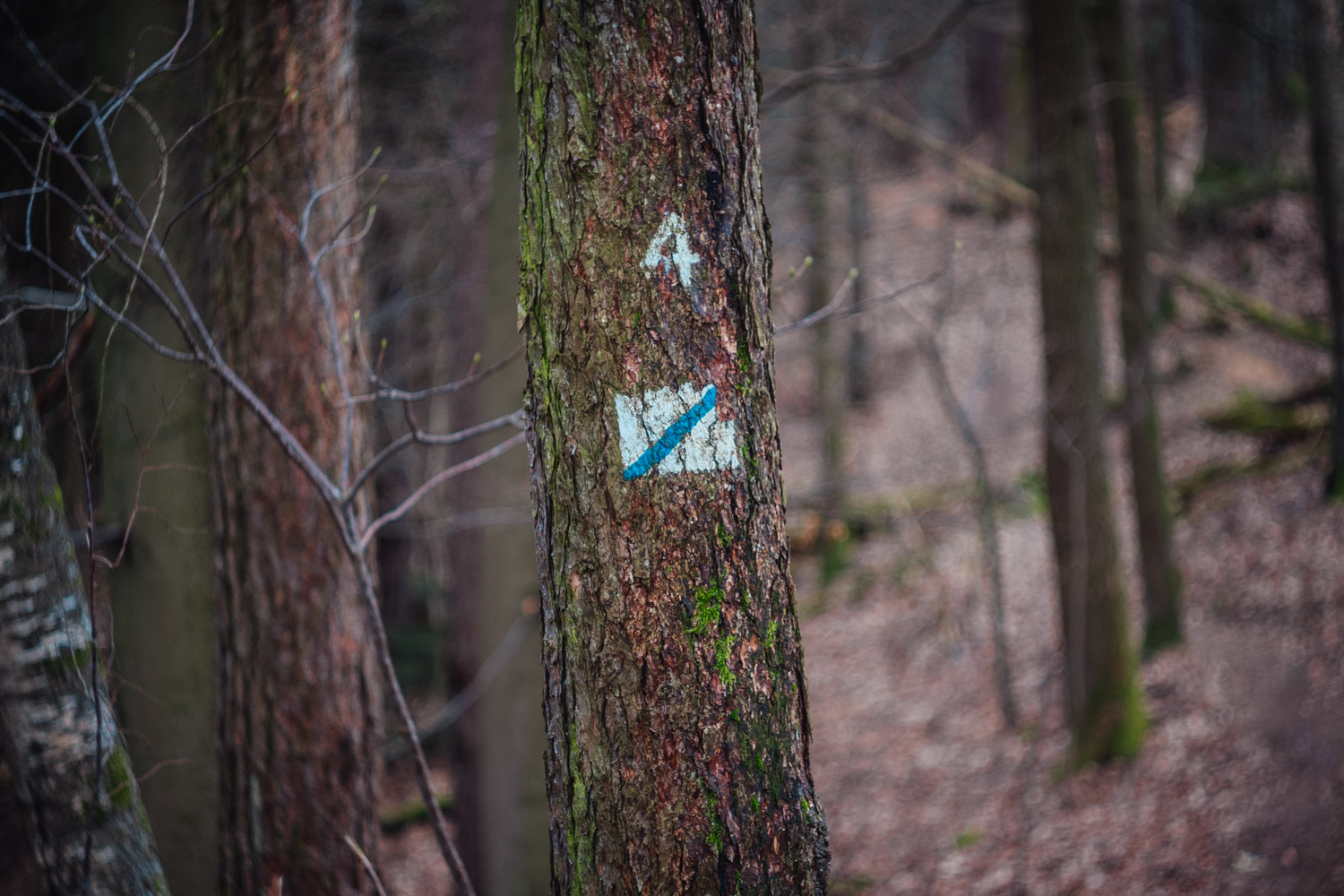 2024-03-24 - Weidenberg Forest-07667