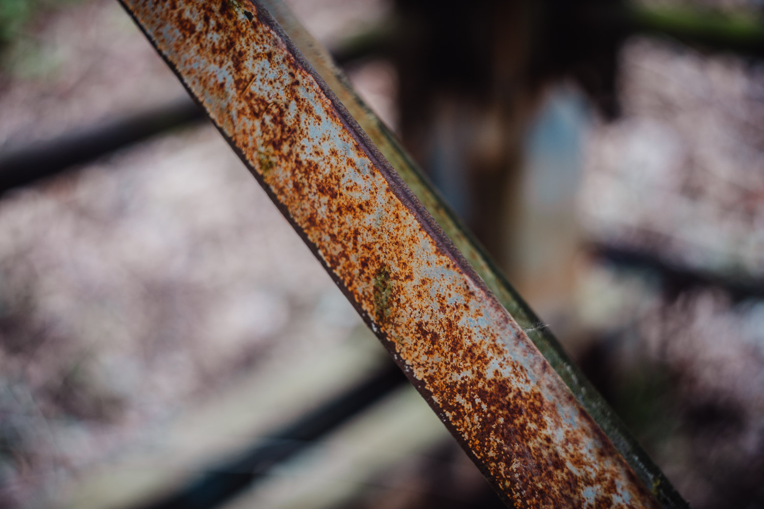 2024-03-24 - Weidenberg Forest-07703