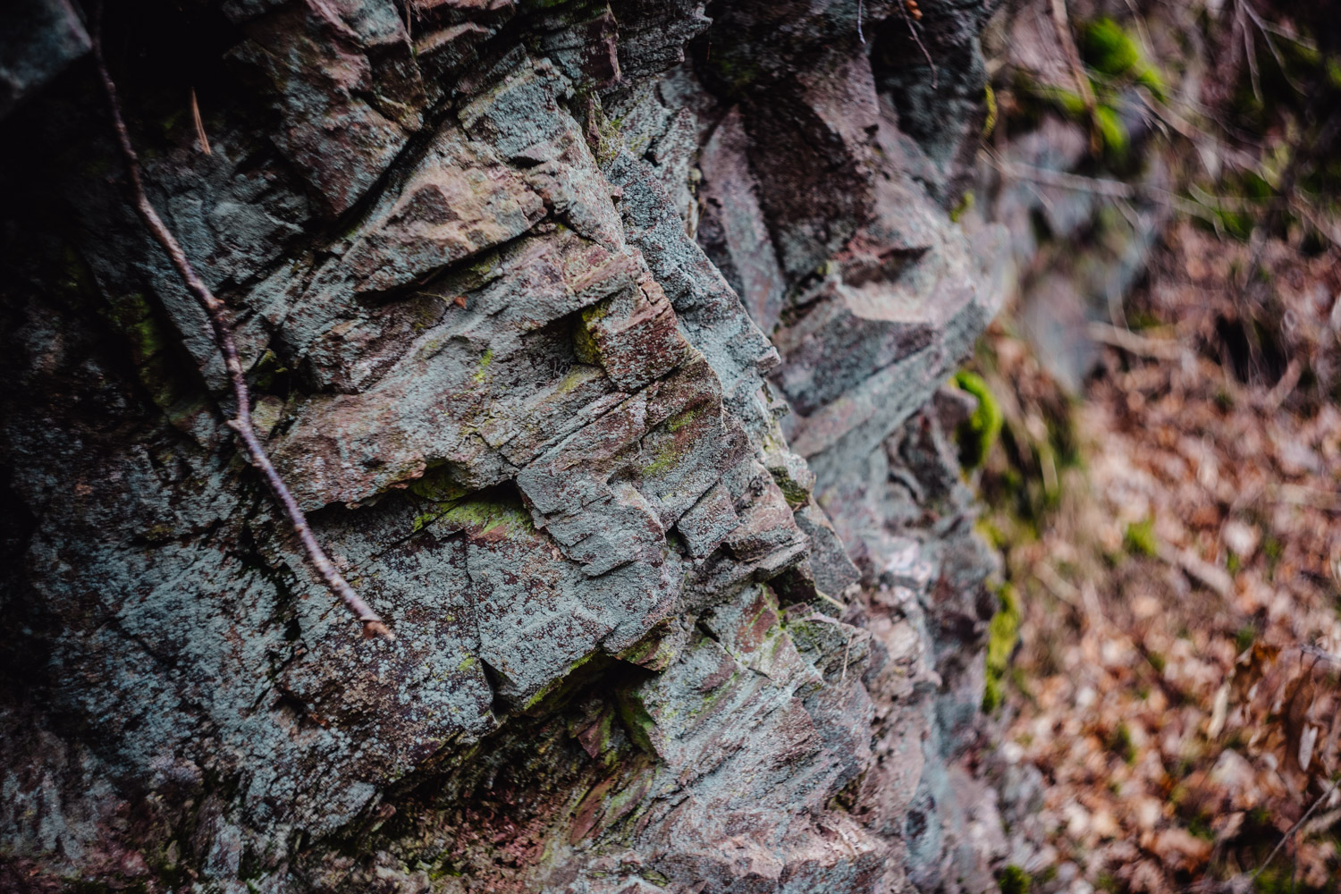 2024-03-24 - Weidenberg Forest-07745
