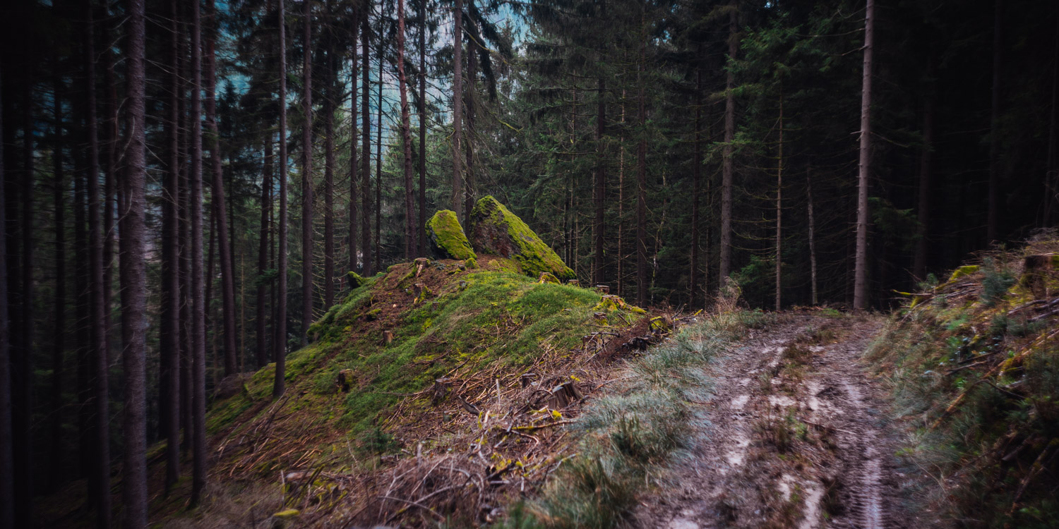 2024-03-24 - Weidenberg Forest-07754