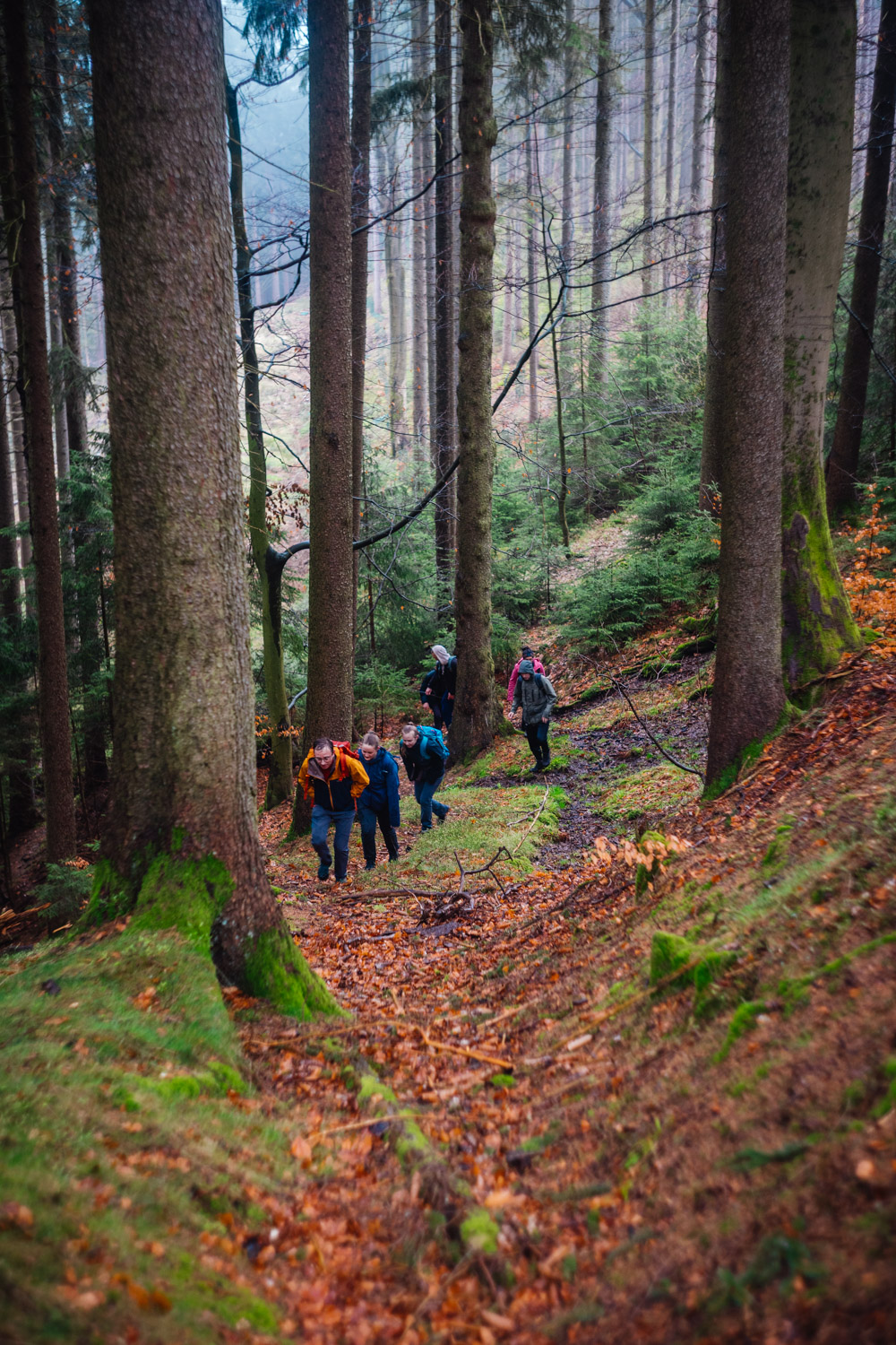 2024-03-24 - Weidenberg Forest-07891
