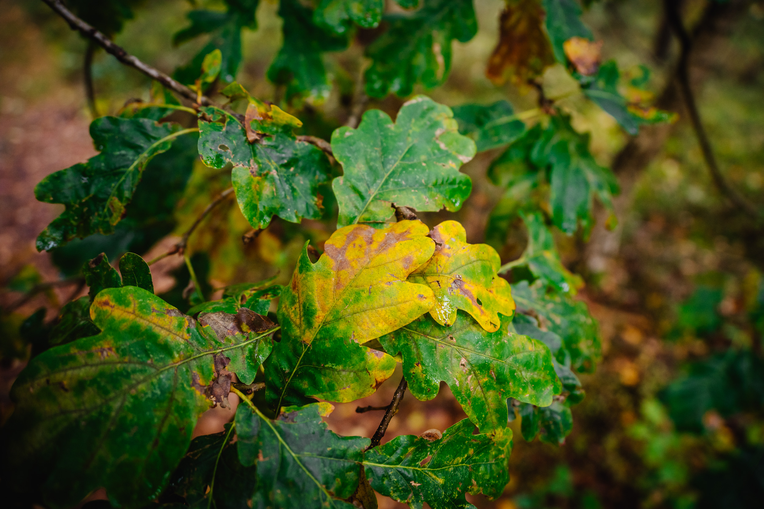 2024-10-19 Buchstein 09491