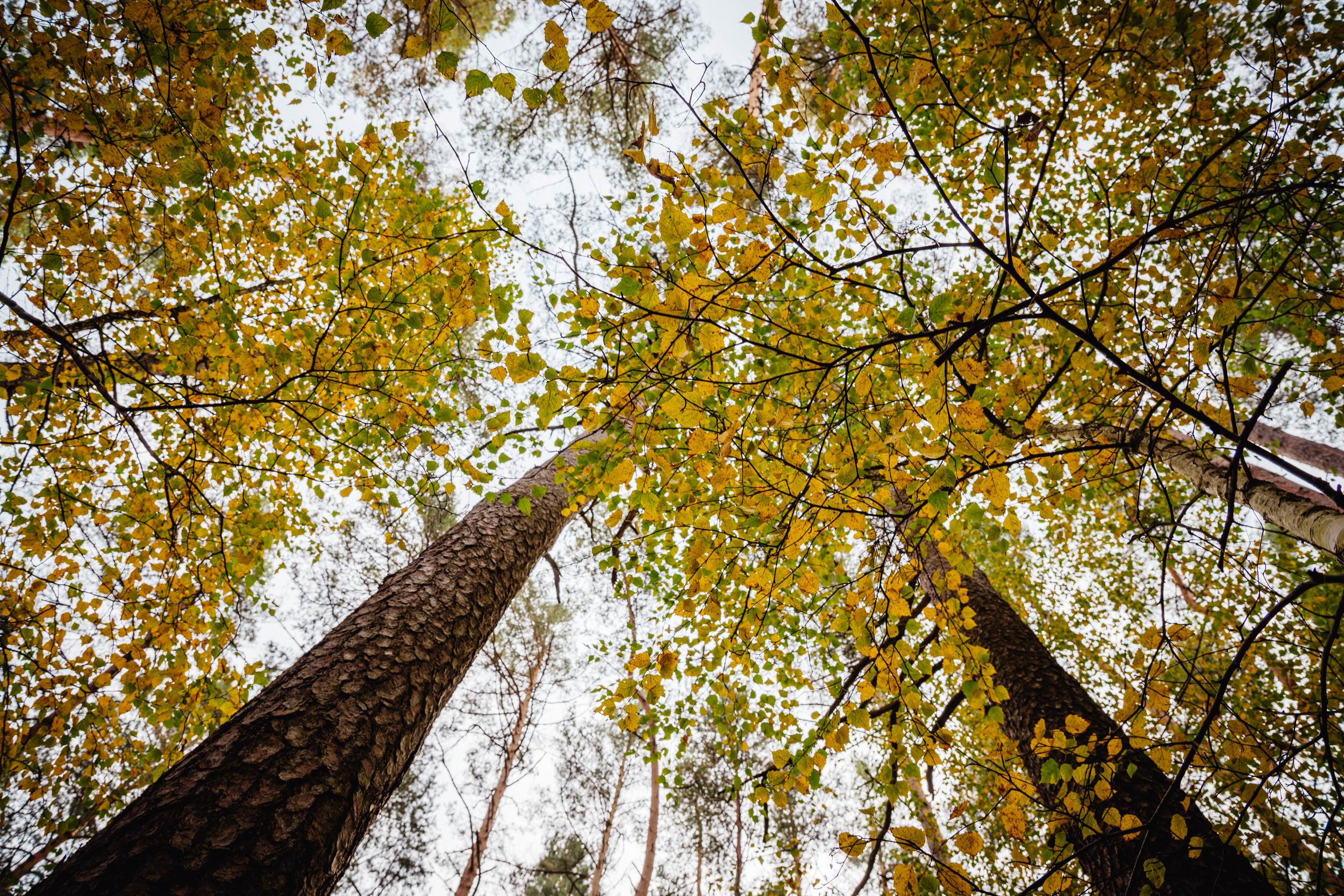 2024-10-19 Buchstein 09509