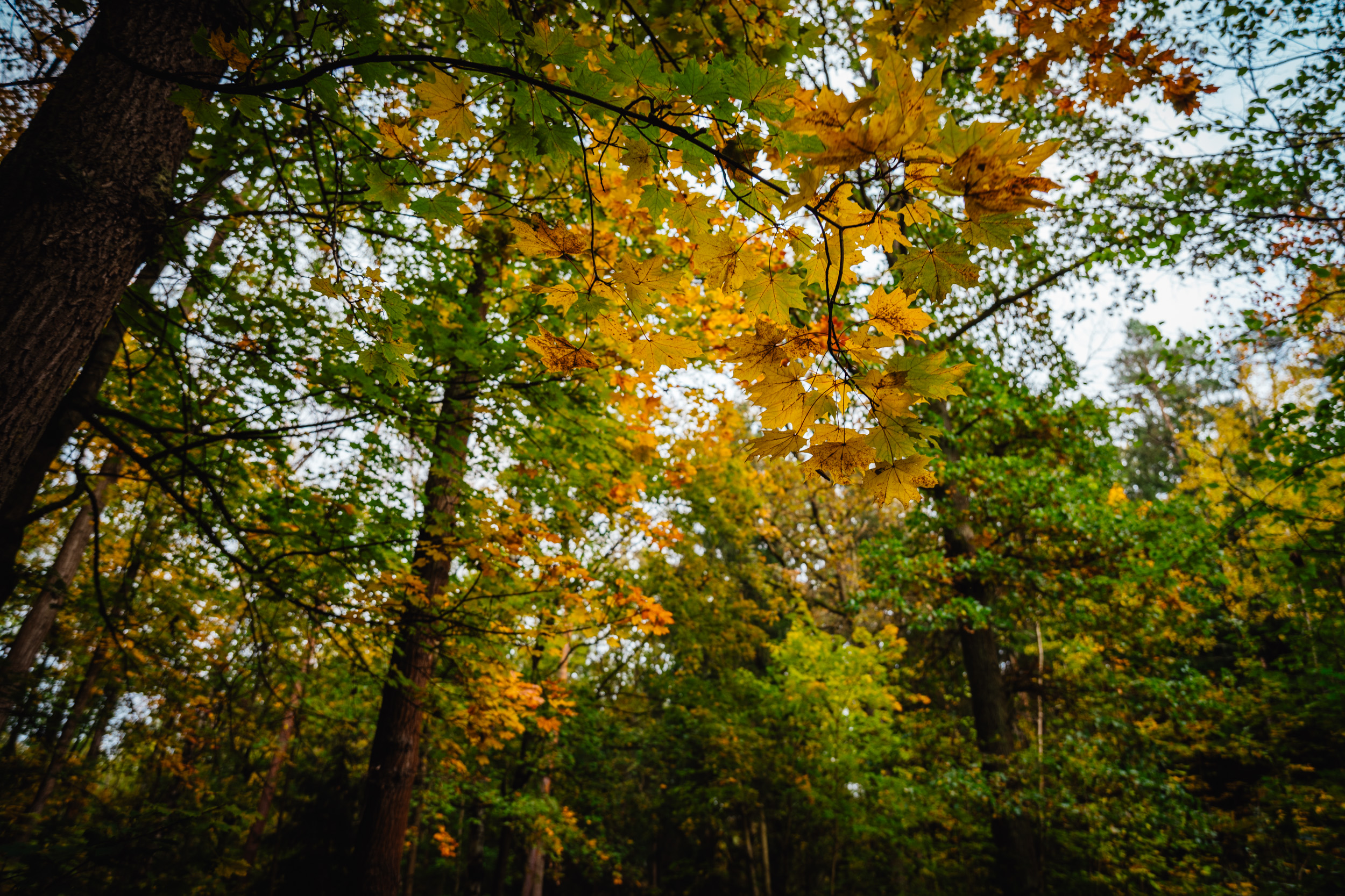 2024-10-19 Buchstein 09634