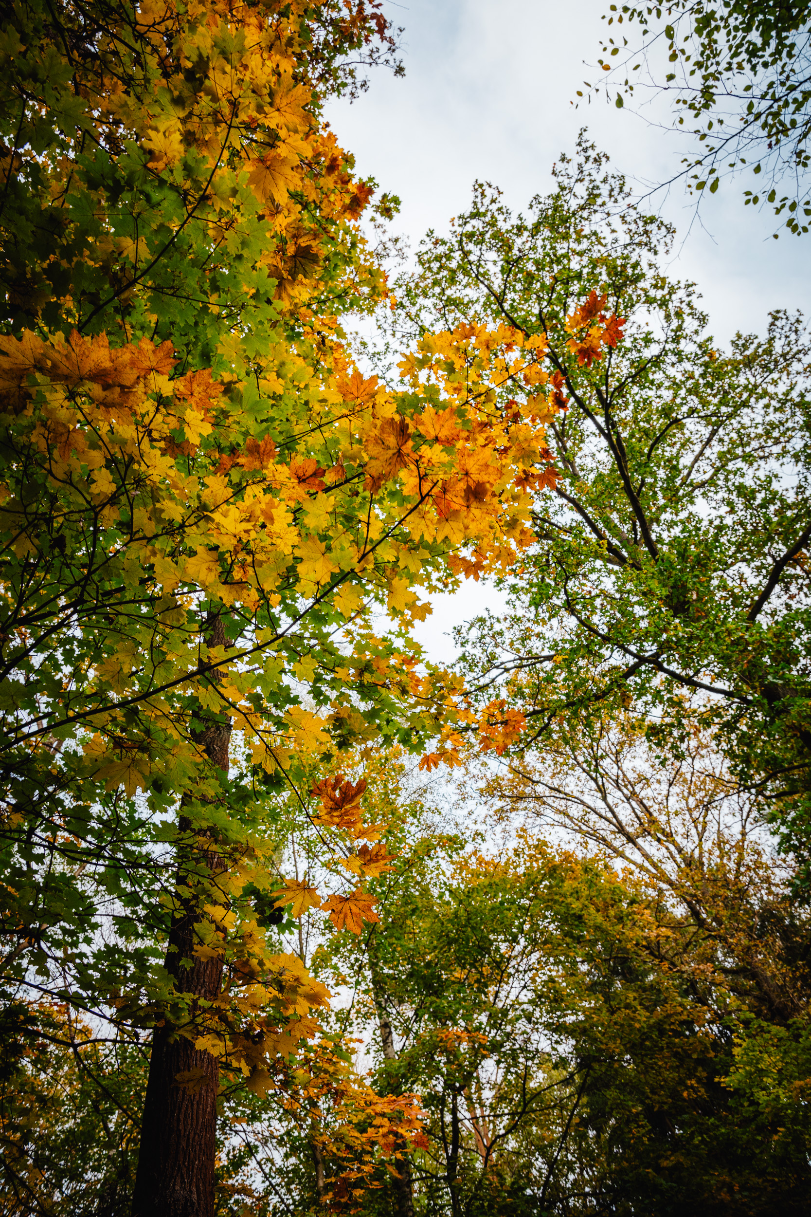 2024-10-19 Buchstein 09635