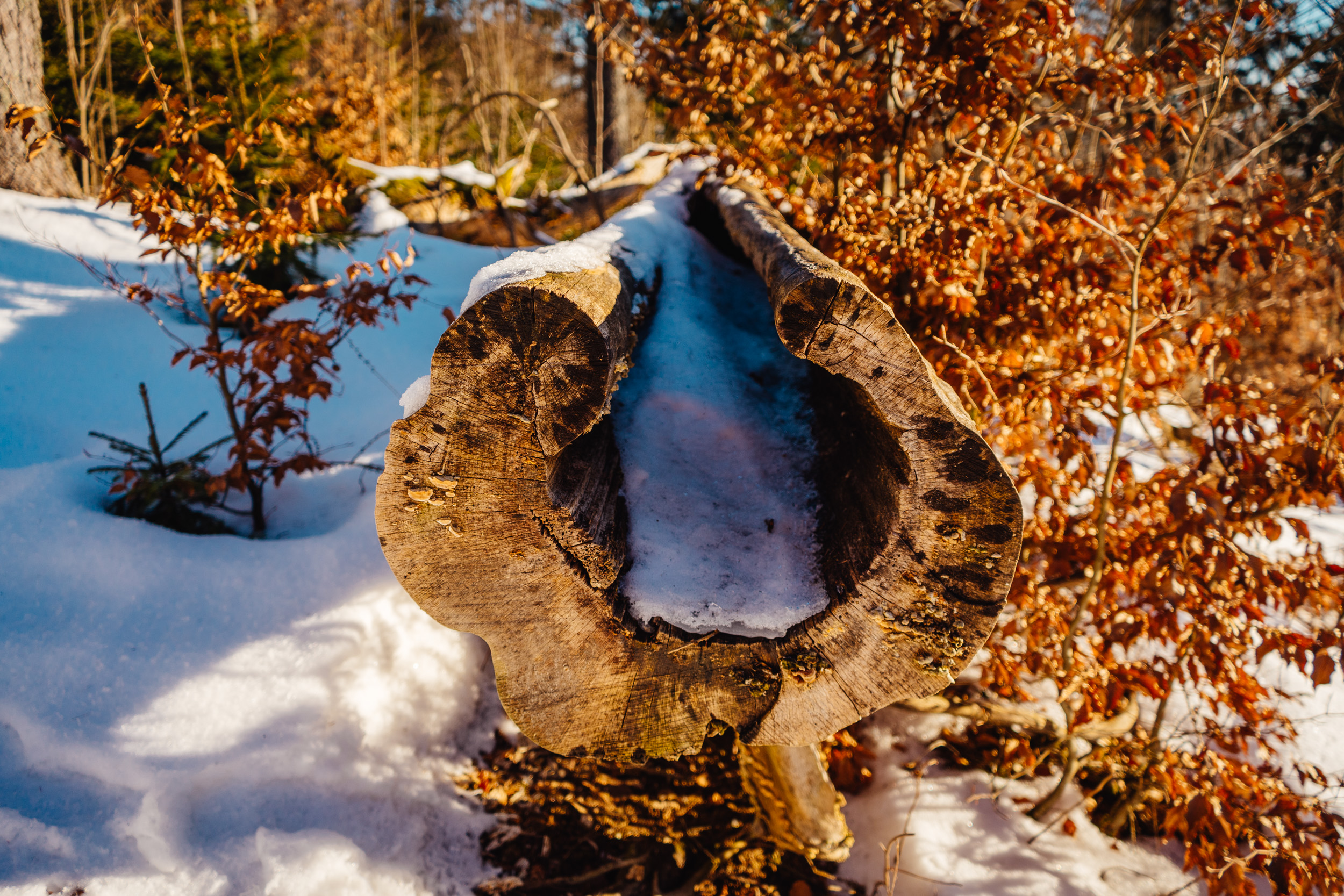 2025-01-18 095606 Steinwald Weekend 04303