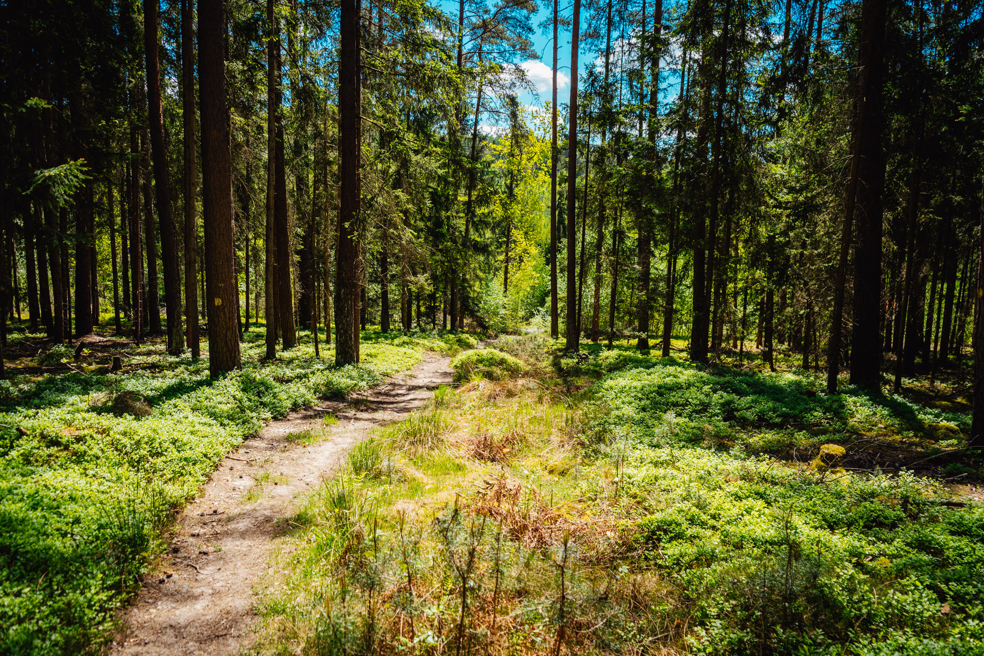 2025-05-11 Blueberry Forest 07146