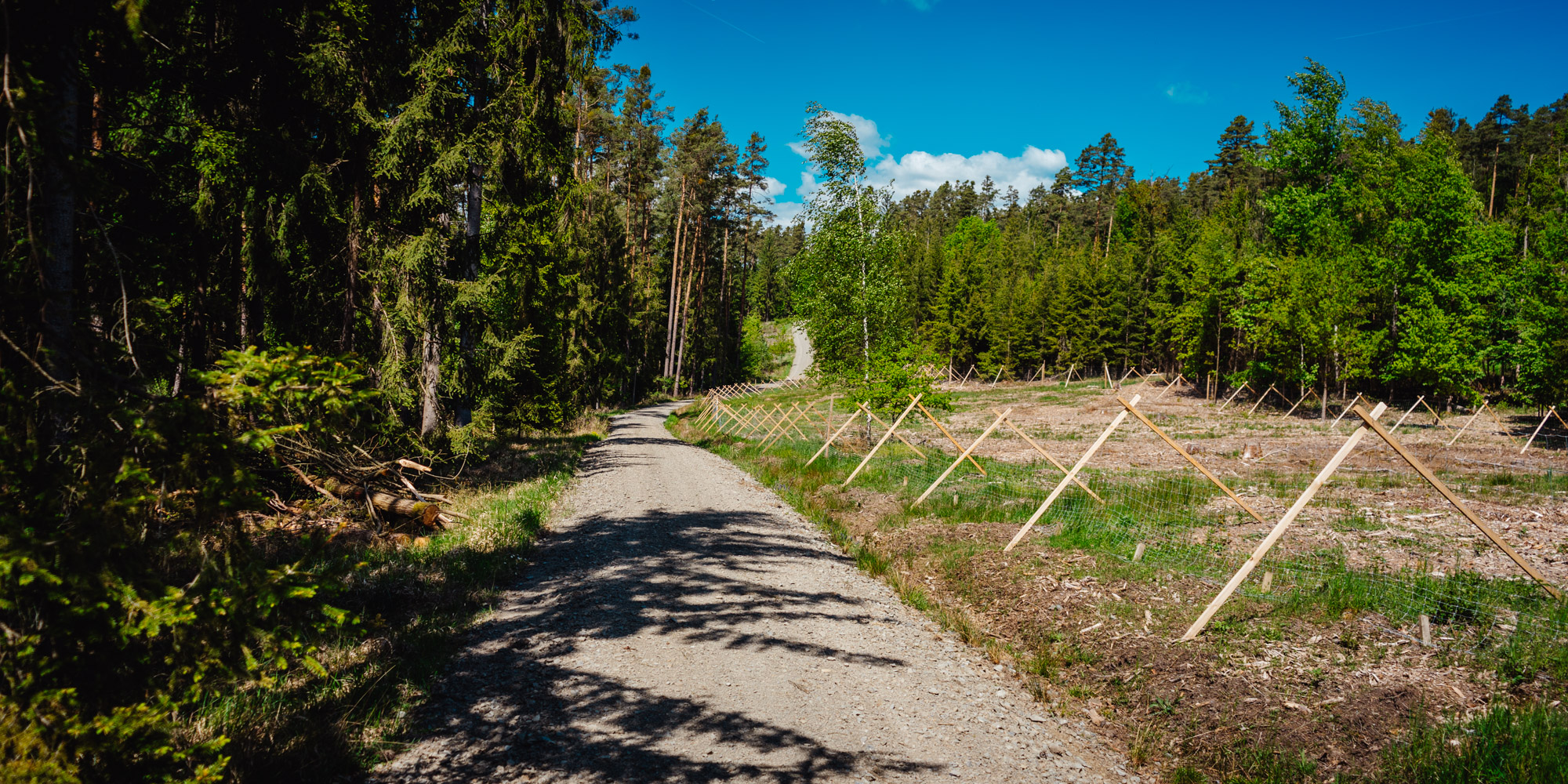 2025-05-11 Blueberry Forest 07178