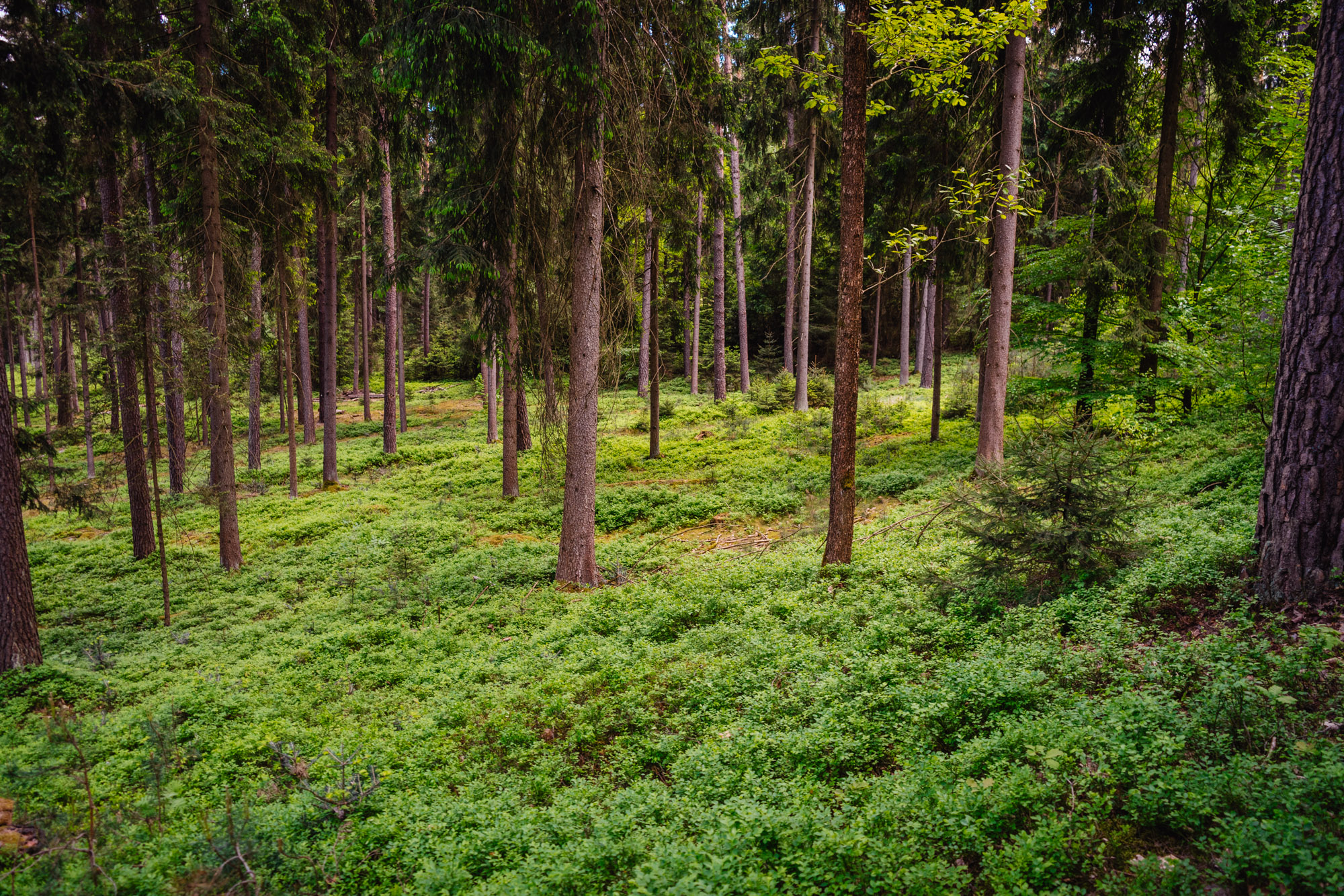 2025-05-11 Blueberry Forest 07310