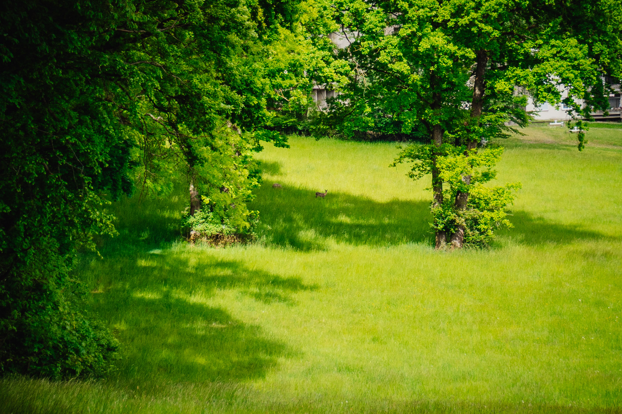 2025-05-11 Blueberry Forest 07366