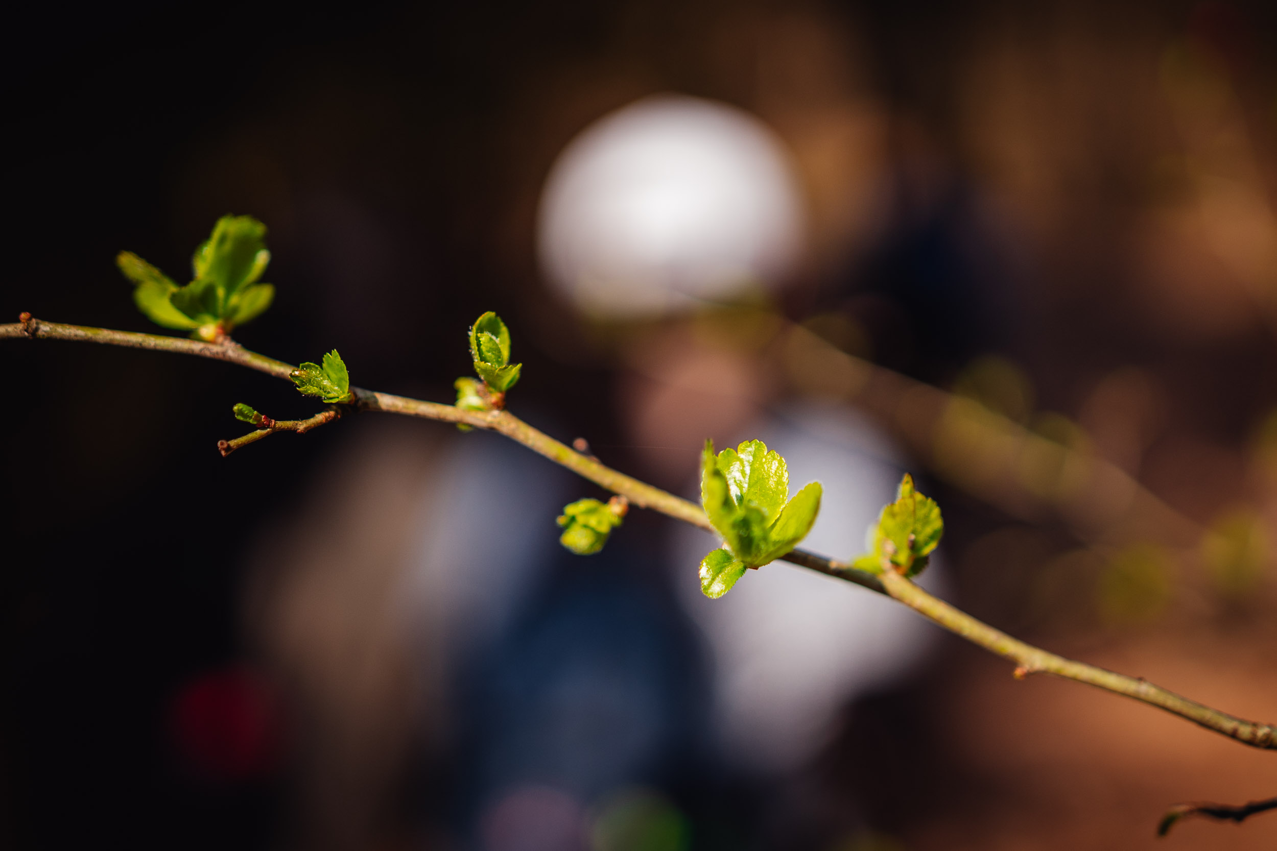 2026-03-21 Blueberry Forest 06619