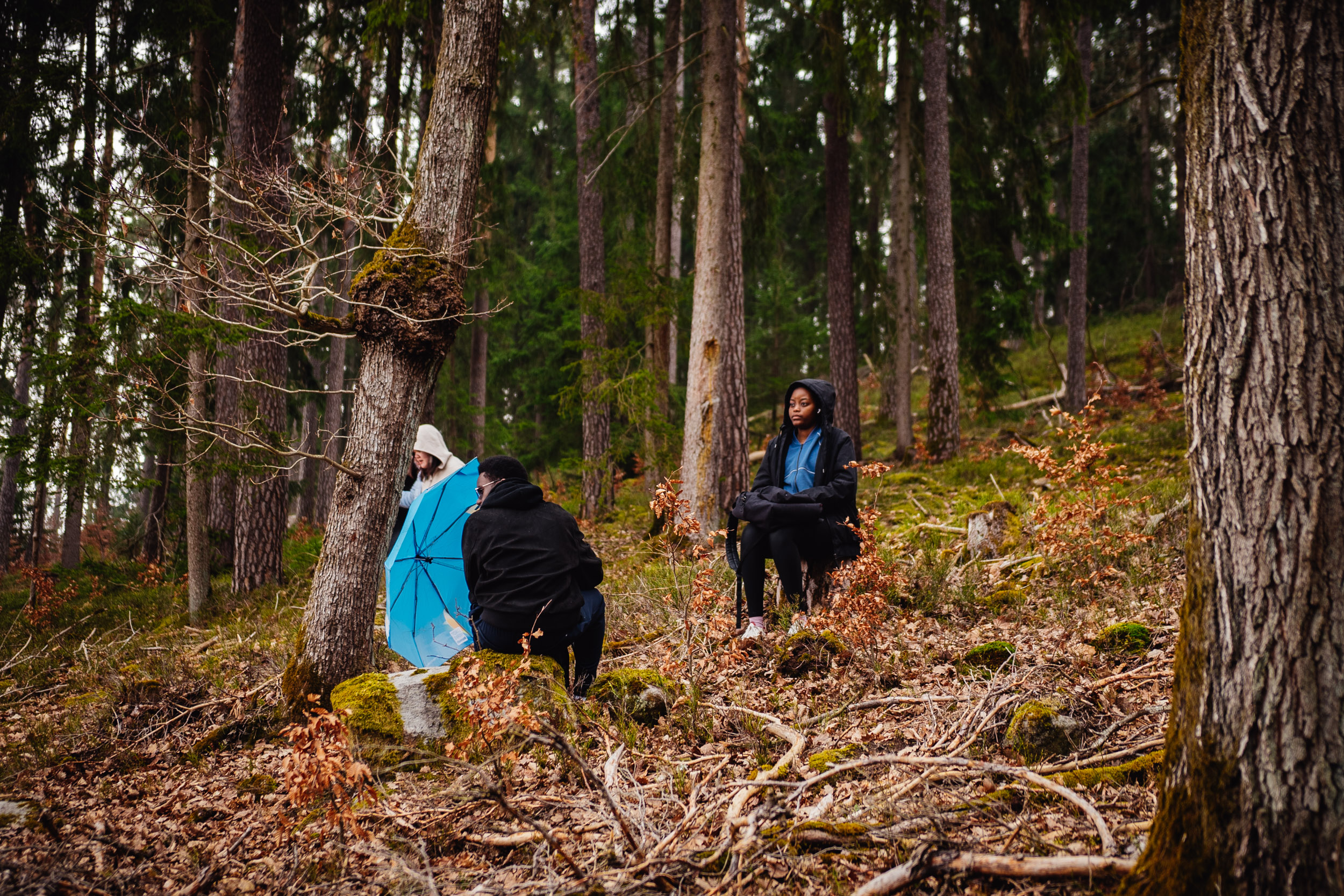 2026-03-21 Blueberry Forest 06835