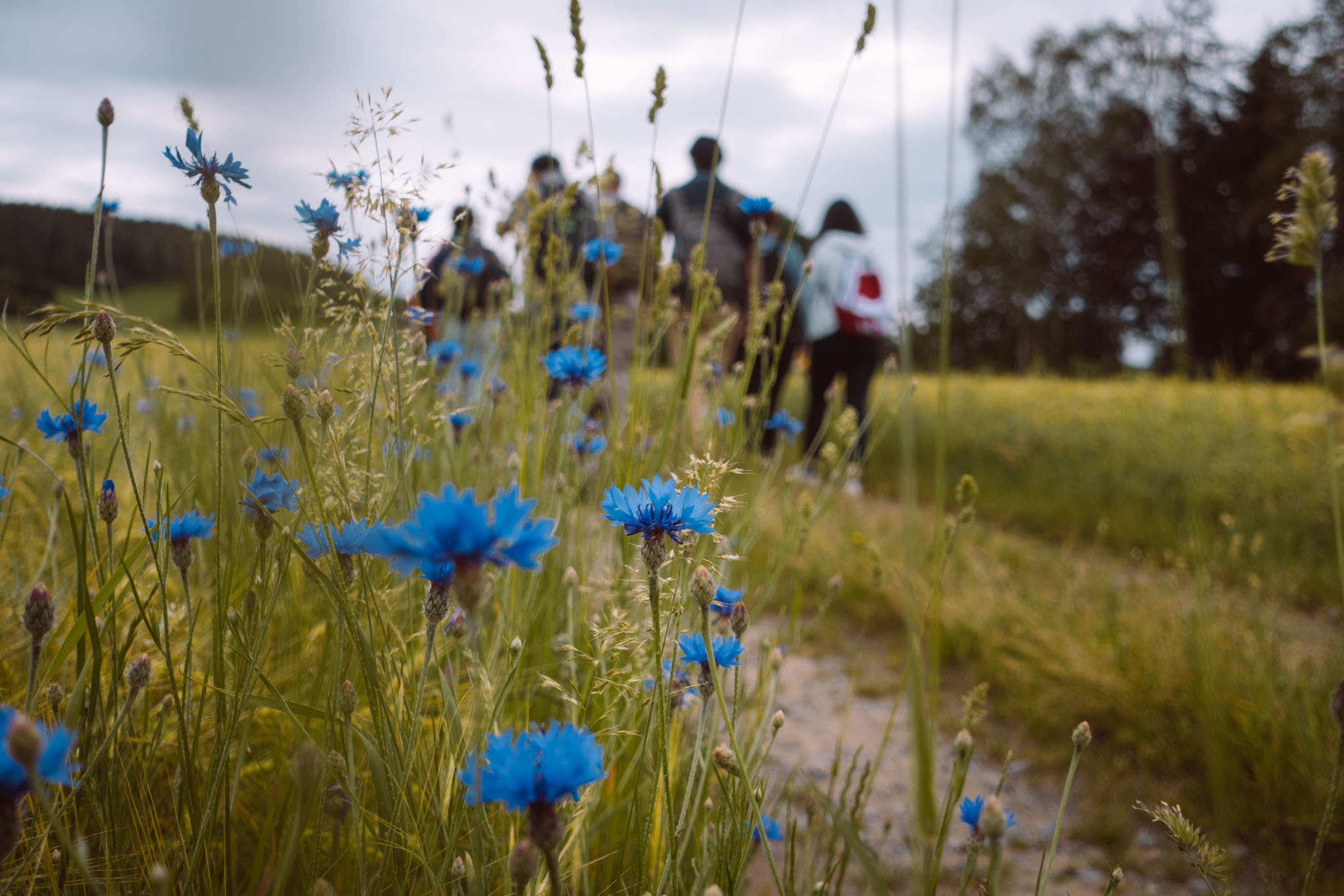 2019-06-08_Pensenberg-2