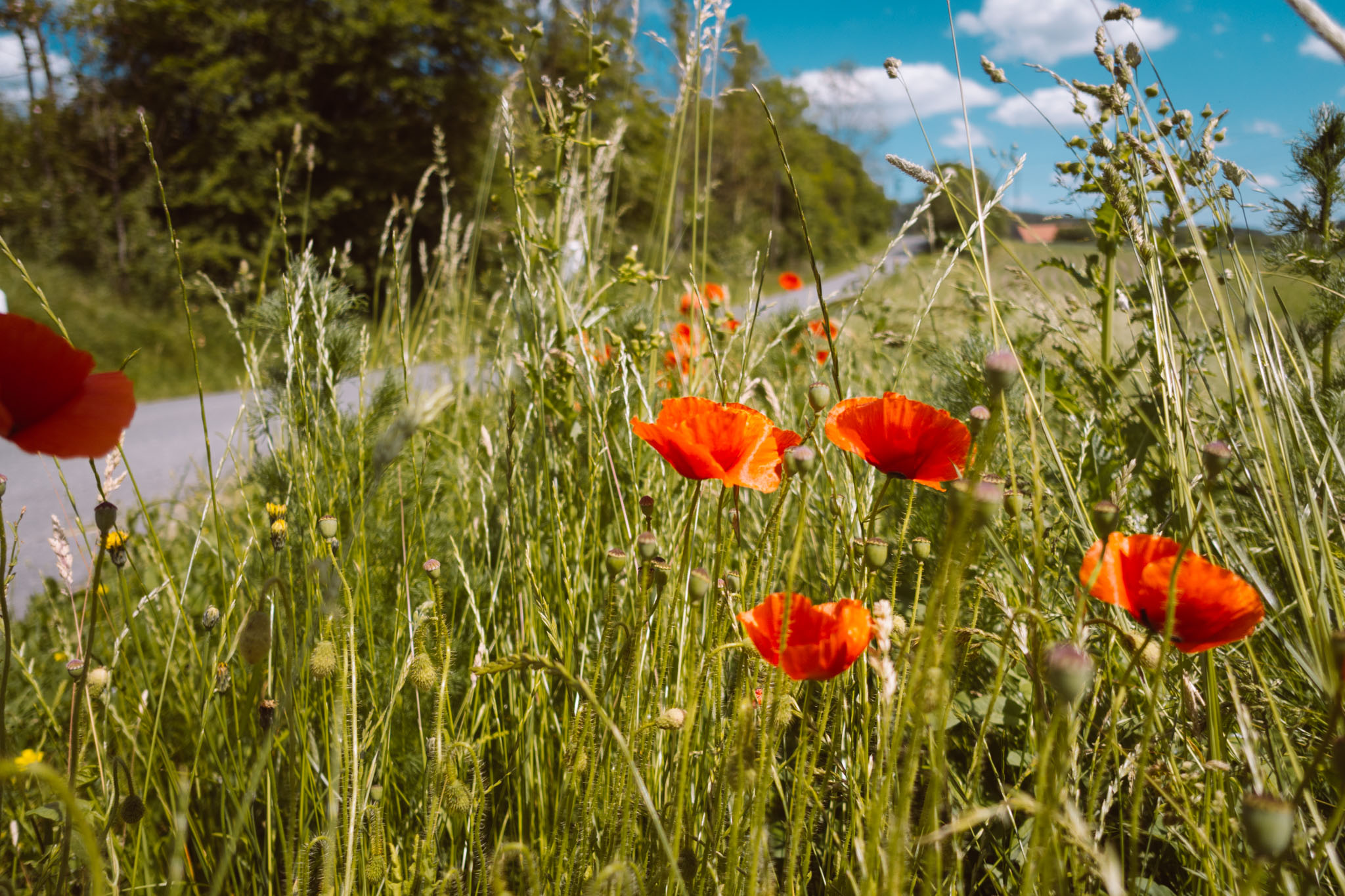 2019-06-08_Pensenberg-33