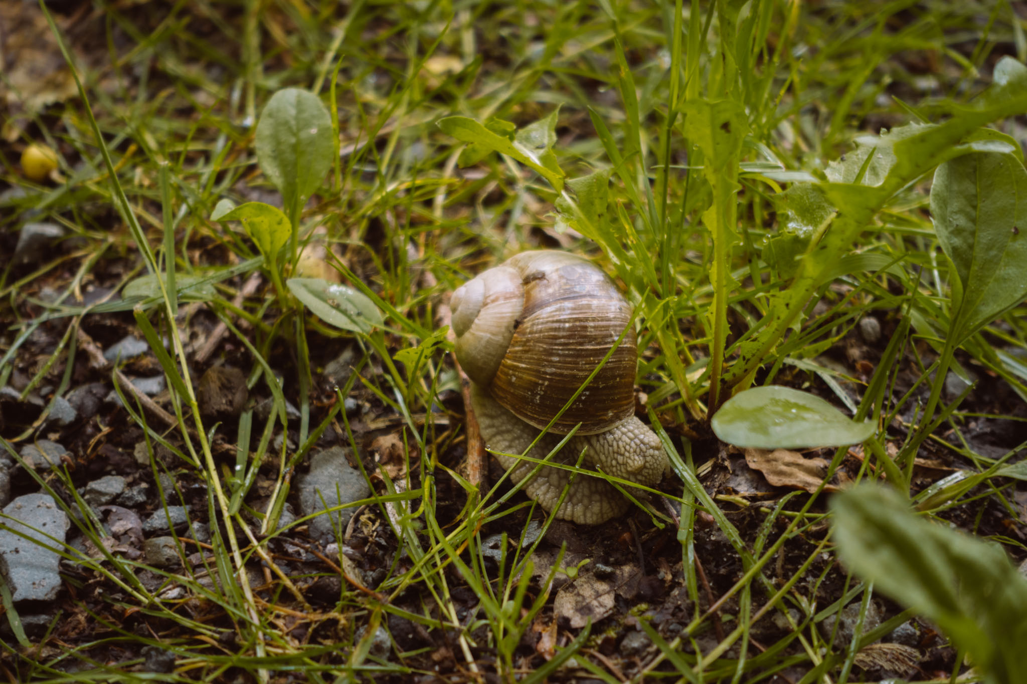 2019-06-08_Pensenberg-8